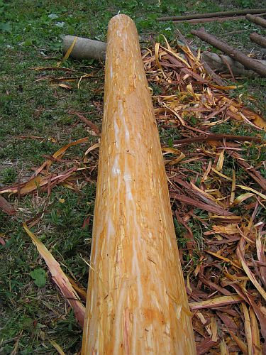 きれいにむけました