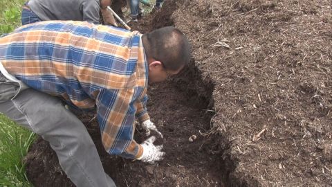 カブト幼虫採取2