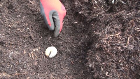 カブト幼虫採取3