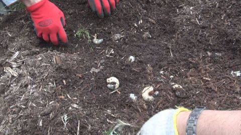 別な場所では大量に