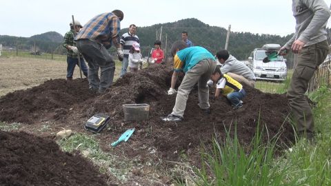 カブト幼虫採取4