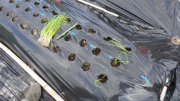 たまねぎ植え付け