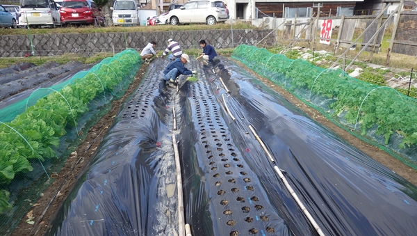 おやじの植え付け